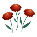 Vector autumn chrysanthemum icon.