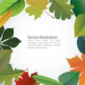 Vector of autumn colorful leaves.