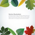 Vector of autumn colorful leaves.