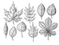 Vector autumn drawing leaves set. objects. Hand drawn d