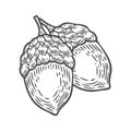 Vector autumn hand drawn acorn. vector engraved objects. Detailed botanical illustrations. Acorns sketch. Vintage retro f