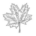 Vector autumn hand drawn leaf. vector engraved objects. Detailed botanical illustrations. Oak, maple, chestnut leaf sketc Royalty Free Stock Photo