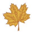 Vector autumn hand drawn leaf. vector engraved objects. Detailed botanical illustrations. Oak, maple, chestnut leaf sketc Royalty Free Stock Photo