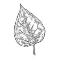 Vector autumn hand drawn leaf. vector engraved objects. Detailed botanical illustrations. Oak, maple, chestnut leaf sketc Royalty Free Stock Photo