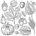 Vector autumn hand drawn set of leaf, nut, pumpkin, wheat, cloves, hazelnut, walnut, acorn. Vector engraved objects. Detailed