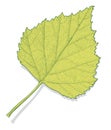 Vector autumn leaf