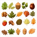 Vector autumn seamless pattern with leaves, acorns, acorns on a green background. Seasonal ornament. vector illustration of oak Royalty Free Stock Photo