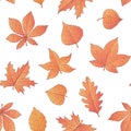 Vector autumn seamless pattern with oak, poplar, beech, maple, aspen and horse chestnut leaves and physalis of orange color Royalty Free Stock Photo