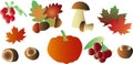 Vector autumn set - cranberry, maple and oak eaves, acorn, chestnut, rowan, ripe pumpkin, mushrooms