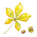 Vector autumn watercolor chestnut leaf isolated on white background