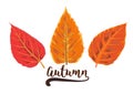 Vector autumn watercolor style seasonal card design with drawn o Royalty Free Stock Photo