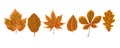 Vector autumn watercolor style seasonal Fall maple chestnut alder tree brown orange leaves drawn forest nature leaf foliage to po