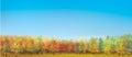 Vector autumnal forest background. Nature autumnal background. Autumnal forest