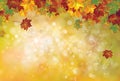 Vector autumnal leaves background.