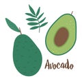 Vector avocado clip art. Jungle fruit illustration. Hand drawn flat exotic plants isolated on white background. Bright childish