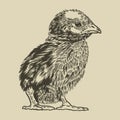 Vector baby chick hand drawn in vintage engraving or etching style. Chicken farm animal sketch concept. Little cute baby chicken. Royalty Free Stock Photo