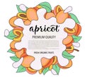 Vector background with apricot, whole and pieces - Splash of water or milk