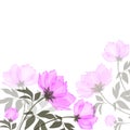 Vector background with a blooming pink peony.Flower frame isolated on white background.Floral Botanical watercolor illustration Royalty Free Stock Photo