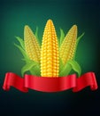 Vector background with cobs of corn and red ribbon