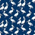 Seamless pattern of flock drawn white pelicans