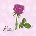 Vector background with a flower. Hand drawing illustration of Rose