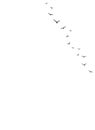 Vector background with flying birds on the right side