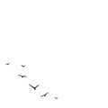 Vector background with flying birds on the right side