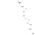 Vector background with flying birds on the right side