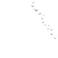 Vector background with flying birds on the right side