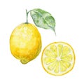 Vector background fresh limon.