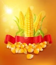 Vector background with grains and cobs of corn and red ribbon