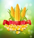 Vector background with grains and cobs of corn and red ribbon