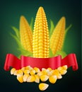 Vector background with grains and cobs of corn and red ribbon