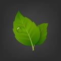 Vector background with green leaf pair and drop of dew. Realistic icon, design template in EPS10. Royalty Free Stock Photo