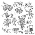 Vector background with hand drawn sketch spices. Organic and fresh spices illustration.