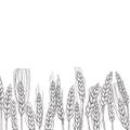 Vector background with hand drawn wheat plants Royalty Free Stock Photo