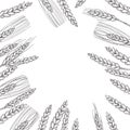 Vector background with  wheat plants Royalty Free Stock Photo