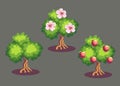 Vector background illustration fruits apple growth phases