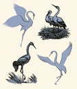 Vector background with pairs of storks in the nest Royalty Free Stock Photo