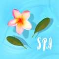 vector background with plumeria flowers floating in water for banners, cards, flyers, social media wallpapers, etc.