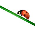 Vector background with realistic ladybug insect on white. EPS10.