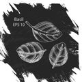 Vector background sketch Basil