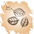 Vector background sketch Basil.