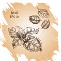 Vector background sketch Basil.