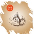 Vector background sketch garlic.