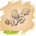 Vector background, sketch ginger. Illustration of spices.