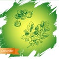 Vector background, sketch the herbs and spice. Illustration of coriander.