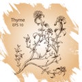 Vector background sketch thyme. herb thyme.