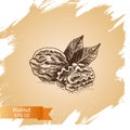 Vector background sketch walnuts. Illustration nuts.