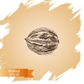 Vector background sketch walnuts. Illustration nuts.